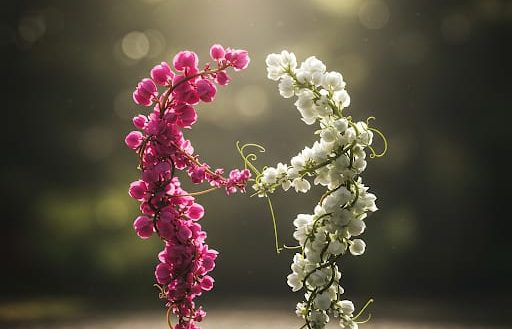 Blumenrankenpaar Zwei Blumenstränge in Pink und Weiß, die sich elegant berühren und wie ein Pärchen aussehen.